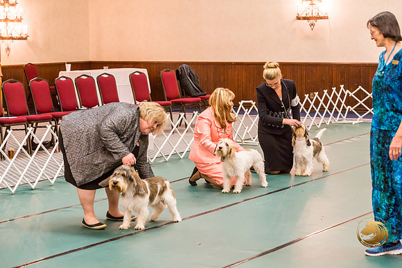Best Puppy Thurs RingsJJJ_2897-PBGVKrvlTX2019-HR3
