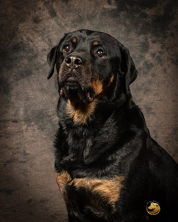 Rottweiler Patty OppermanSSR_5218-PBGVKrvlTX2019-HR3-2