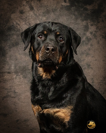 Rottweiler Patty OppermanSSR_5219-PBGVKrvlTX2019-HR3-2