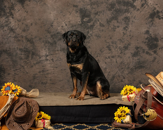 Rottweiler Patty OppermanSSR_5219-PBGVKrvlTX2019-HR3