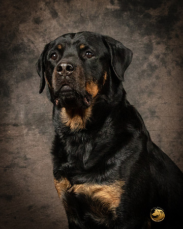 Rottweiler Patty OppermanSSR_5220-PBGVKrvlTX2019-HR3-2