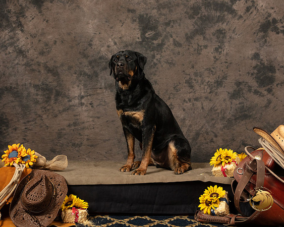 Rottweiler Patty OppermanSSR_5220-PBGVKrvlTX2019-HR3