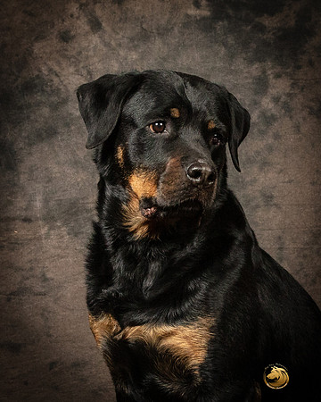 Rottweiler Patty OppermanSSR_5222-PBGVKrvlTX2019-HR3-2