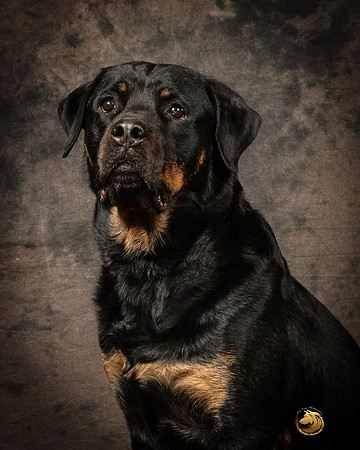 Rottweiler Patty OppermanSSR_5223-PBGVKrvlTX2019-HR3-2