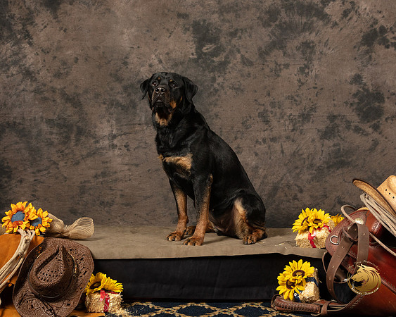 Rottweiler Patty OppermanSSR_5224-PBGVKrvlTX2019-HR3