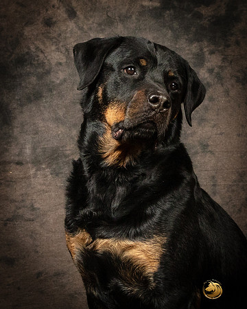 Rottweiler Patty OppermanSSR_5226-PBGVKrvlTX2019-HR3-2