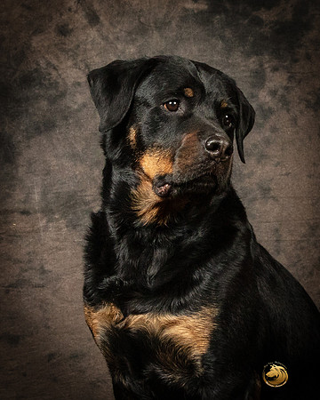 Rottweiler Patty OppermanSSR_5227-PBGVKrvlTX2019-HR3-2
