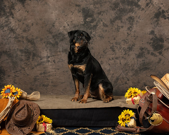 Rottweiler Patty OppermanSSR_5227-PBGVKrvlTX2019-HR3
