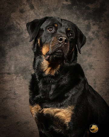 Rottweiler Patty OppermanSSR_5228-PBGVKrvlTX2019-HR3-2