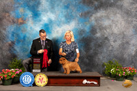 Norfolk Terrier #11 Sat G2 Judge Darryl Vice