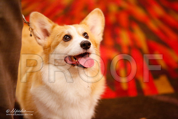 _JJ_0707-HstnCorgiFeb2015-HR3
