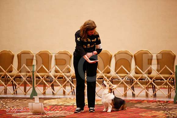 _JJ_7661-HstnCorgiFeb2015-HR3