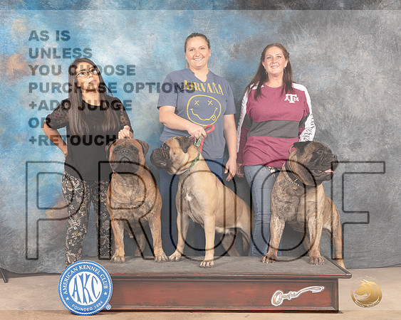 Bullmastiff Family-MMJ_4744-Abilene2022-HR3