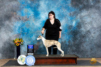 Whippet #10 Sat BOW Judge Donald Gill