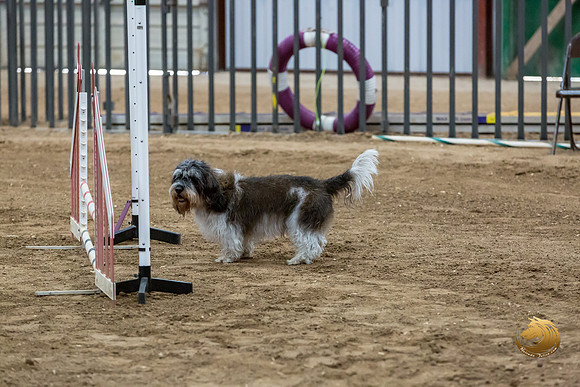 Agility JWW Nov National JaxJJJ_4987-PBGVKrvlTX2019-HR3