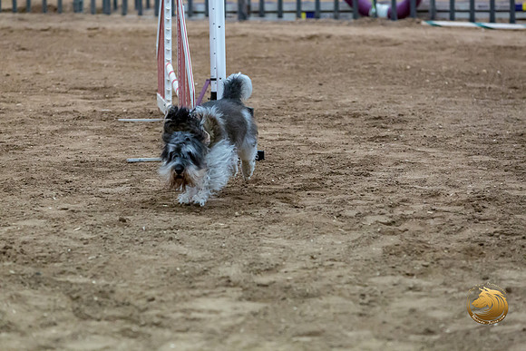 Agility JWW Nov National JaxJJJ_4988-PBGVKrvlTX2019-HR3