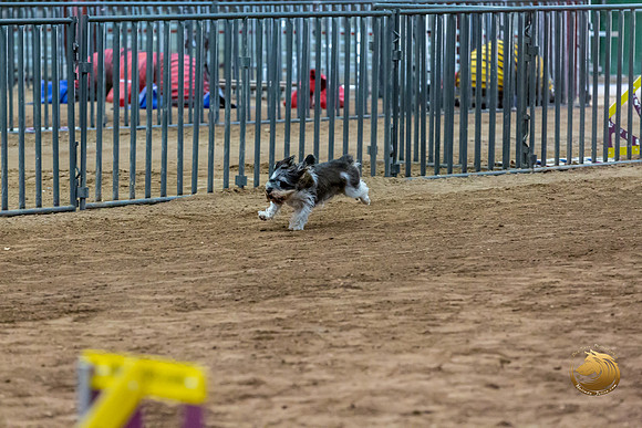 Agility JWW Nov Regional JaxJJJ_4848-PBGVKrvlTX2019-HR3