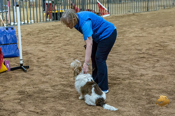 Agility JWW Open National ChloeJJJ_4683-PBGVKrvlTX2019-HR3