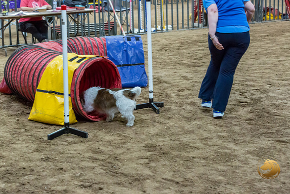Agility JWW Open National ChloeJJJ_4684-PBGVKrvlTX2019-HR3