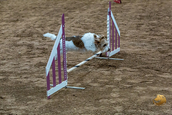 Agility JWW Open National ChloeJJJ_4687-PBGVKrvlTX2019-HR3