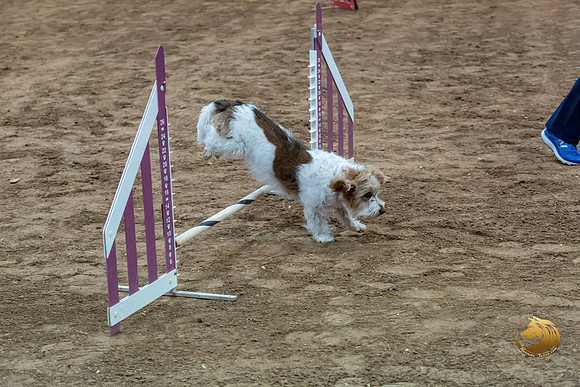 Agility JWW Open National ChloeJJJ_4688-PBGVKrvlTX2019-HR3
