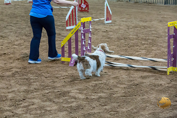 Agility JWW Open National ChloeJJJ_4689-PBGVKrvlTX2019-HR3