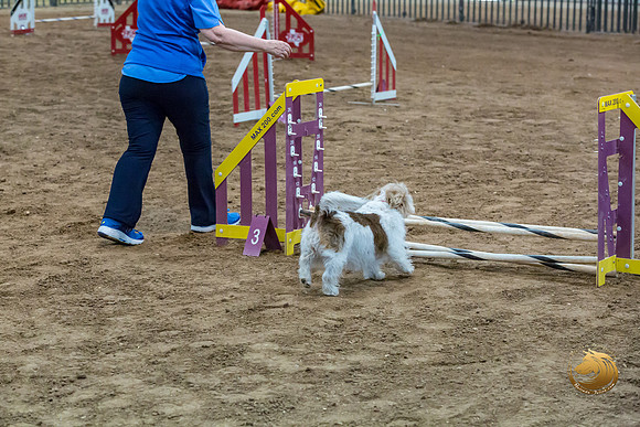 Agility JWW Open National ChloeJJJ_4690-PBGVKrvlTX2019-HR3