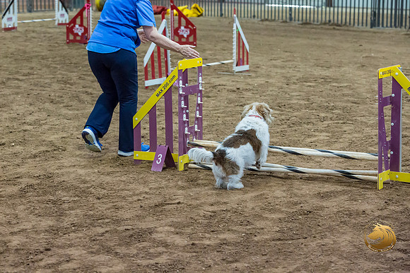 Agility JWW Open National ChloeJJJ_4691-PBGVKrvlTX2019-HR3
