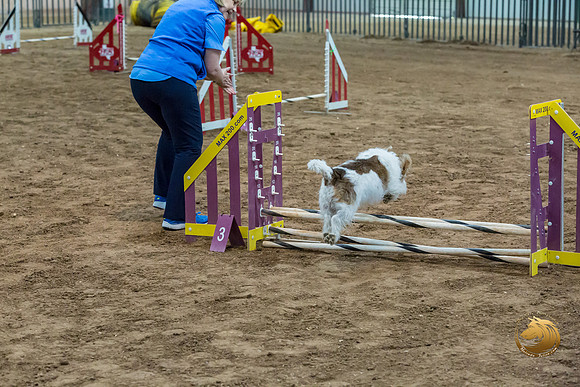 Agility JWW Open National ChloeJJJ_4692-PBGVKrvlTX2019-HR3