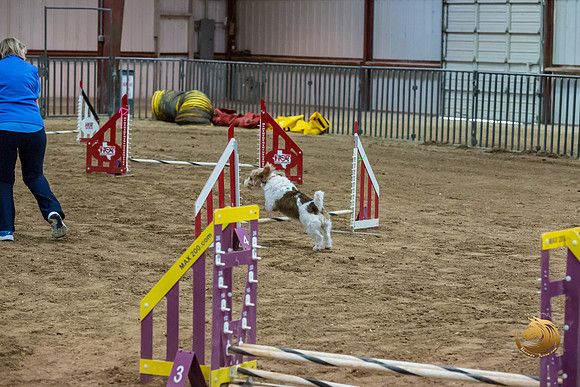 Agility JWW Open National ChloeJJJ_4693-PBGVKrvlTX2019-HR3