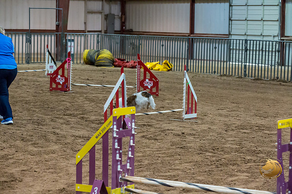 Agility JWW Open National ChloeJJJ_4694-PBGVKrvlTX2019-HR3