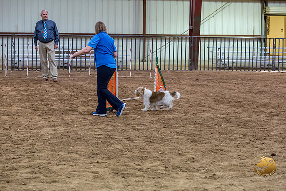 Agility JWW Open National ChloeJJJ_4695-PBGVKrvlTX2019-HR3