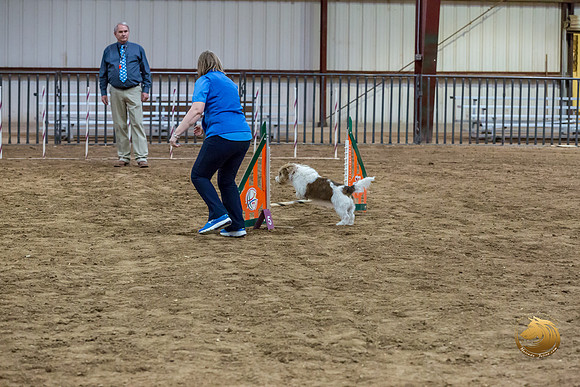 Agility JWW Open National ChloeJJJ_4696-PBGVKrvlTX2019-HR3