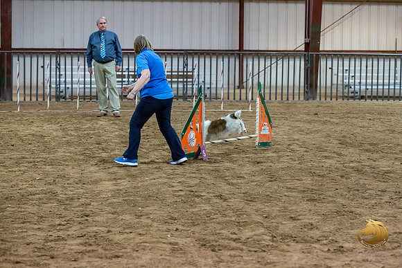 Agility JWW Open National ChloeJJJ_4697-PBGVKrvlTX2019-HR3