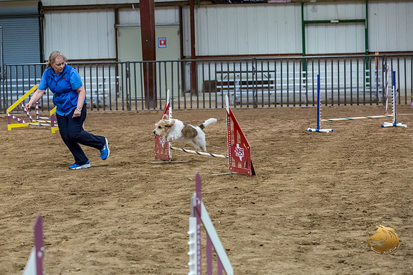 Agility JWW Open National ChloeJJJ_4698-PBGVKrvlTX2019-HR3