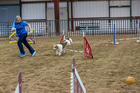Agility JWW Open National ChloeJJJ_4699-PBGVKrvlTX2019-HR3