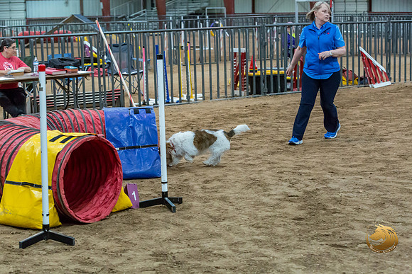 Agility JWW Open National ChloeJJJ_4702-PBGVKrvlTX2019-HR3