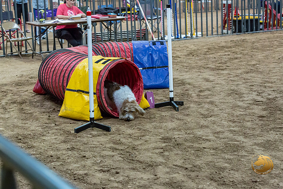Agility JWW Open National ChloeJJJ_4703-PBGVKrvlTX2019-HR3
