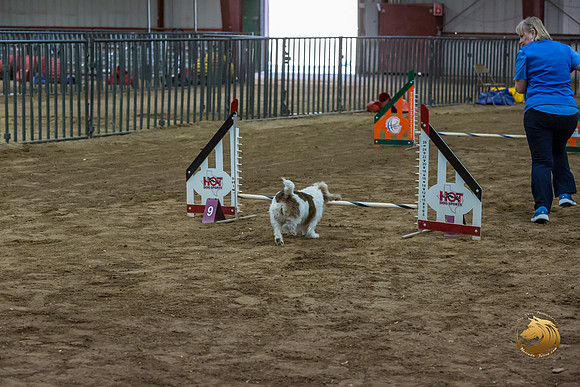 Agility JWW Open National ChloeJJJ_4704-PBGVKrvlTX2019-HR3