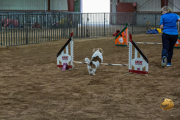Agility JWW Open National ChloeJJJ_4705-PBGVKrvlTX2019-HR3