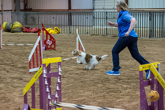 Agility JWW Open Regional ChloeJJJ_4668-PBGVKrvlTX2019-HR3