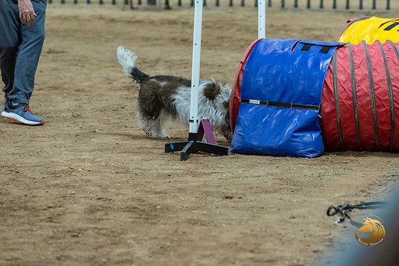 Agility Std Open National 12%22 JaxJJJ_6942-PBGVKrvlTX2019-HR3