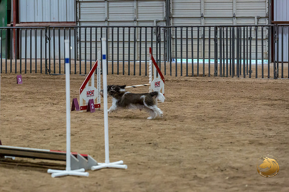 Agility Std Open National 12%22 JaxJJJ_6944-PBGVKrvlTX2019-HR3