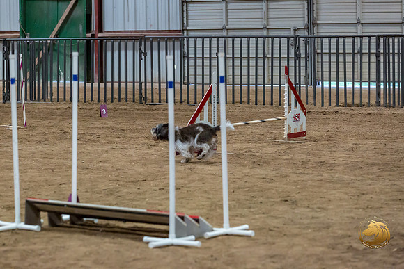 Agility Std Open National 12%22 JaxJJJ_6945-PBGVKrvlTX2019-HR3