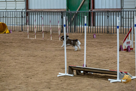 Agility Std Open National 12%22 JaxJJJ_6946-PBGVKrvlTX2019-HR3