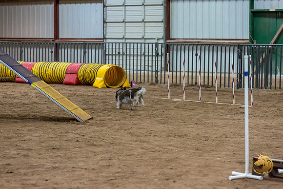 Agility Std Open National 12%22 JaxJJJ_6947-PBGVKrvlTX2019-HR3