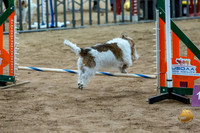 Agility Std Open National 8" Chloe