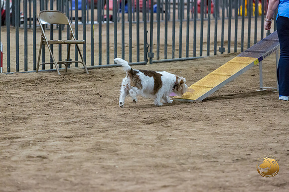 Agility Std Open National 8%22 ChloeJJJ_6738-PBGVKrvlTX2019-HR3