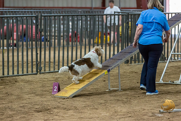 Agility Std Open National 8%22 ChloeJJJ_6740-PBGVKrvlTX2019-HR3