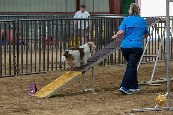 Agility Std Open National 8%22 ChloeJJJ_6741-PBGVKrvlTX2019-HR3